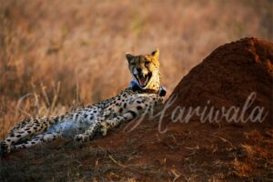Cheetah Tracked, Wilderness Gracefully Preserved