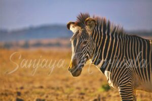 Elegance Meets Endurance in Africa