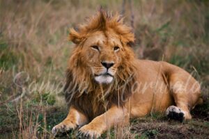 Intensity Framed in Natural Light