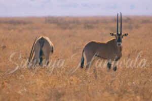 Majestic Moments from the Wild