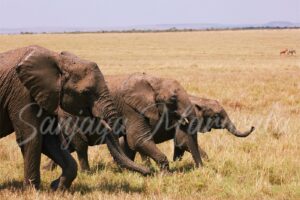 Marching Forward in Muddy Joy