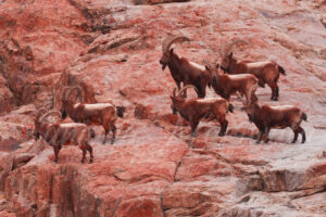 Masters of the Mountain