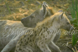 Hyena wall art