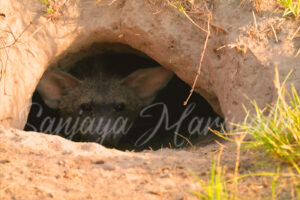 Hyena Hide and Seek
