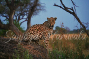 Leopard wall art Turkey