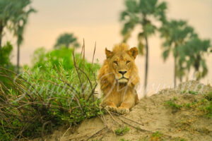 Lion wall art large